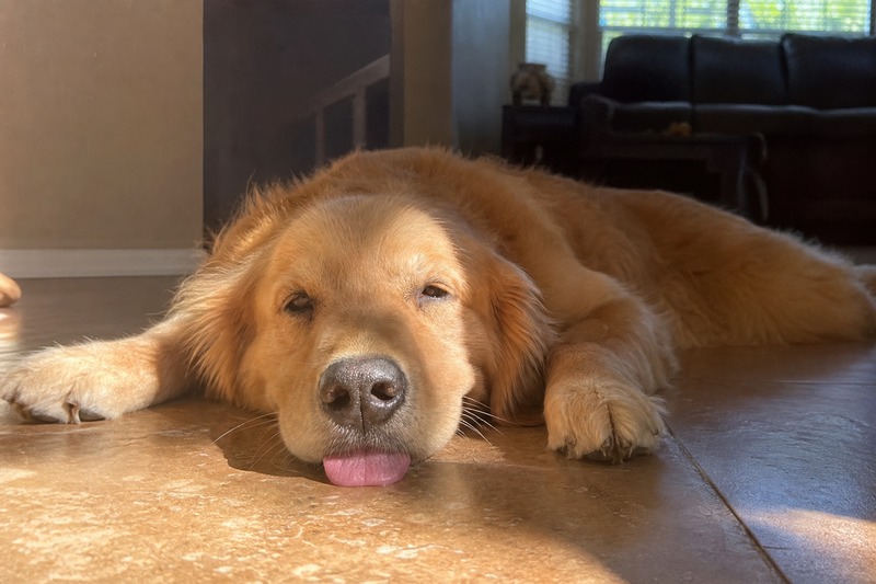 Dog panting and lying on the floor during a summer heatwave
